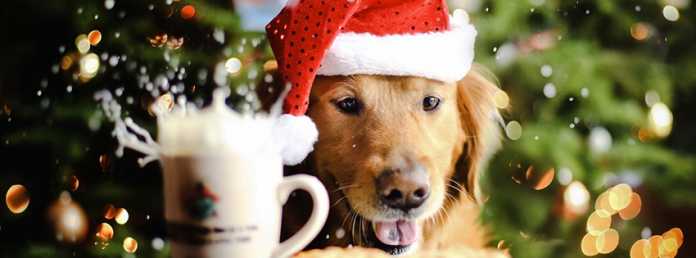 Dog - Facebook Christmas Cover Photo